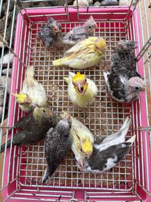 burung cockatiel baby bird parrot