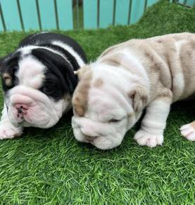ENGLISH BULLDOG PUPPIES EB368 🐻 BullDog Available
