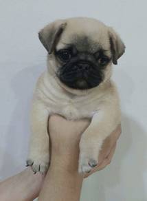 PUG PUPPIES 618 🌻 Chubby Pug Female