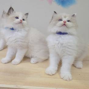 ragdoll