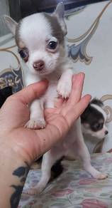 Apple-Head and  Short Coat Chihuahua