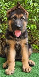 GERMAN SHEPHERD PUPPIES F137🐻 Good structure Girl