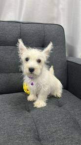 西高地男
Westie
Male 