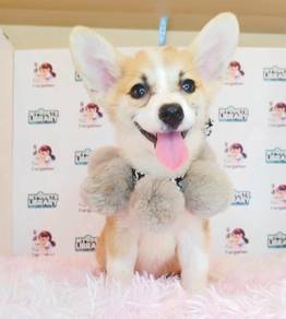 Welsh Corgi