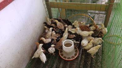 anak ayam kampung ori 