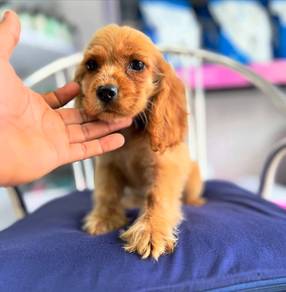 Cocker's Spaniel 05