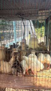 Ayam belanda 