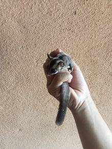 Sugar glider 