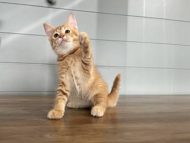 Munchkin Non-std (Female)