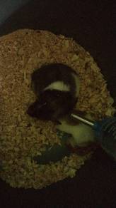 hamster syrian 