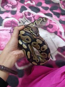 Ular ( Ballpython )