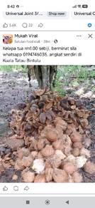 kelapa tua 
