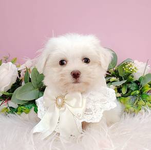 Maltese