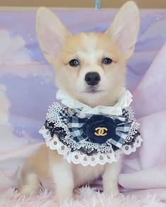 Welsh Corgi