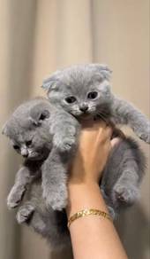 Male scottish fold blue & gray both