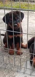 Big Bone rottweiler for sale