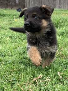 PWE5015 #MKA reg German Shepherd puppies