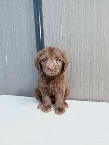 Maltipoo F10