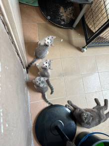 Domestic Mix Cat