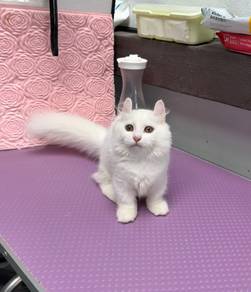 White Longhair munchkin kitten