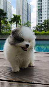 pomeranian o