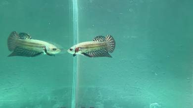 betta fish