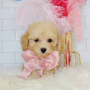 Poodle