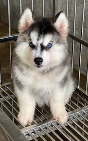 SIBERIAN HUSKY PUPPIES D15 Rehome Male Female