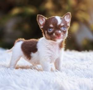 CHIHUAHUA PUPPIES CH238🌷 Head Apple