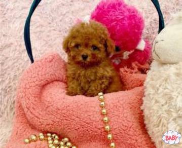 Maltipoo