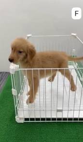 Pure Breed Golden Retriever (1M1F) 纯种黄金猎犬