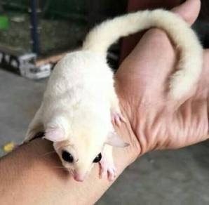 Leucistic Sugar Glider