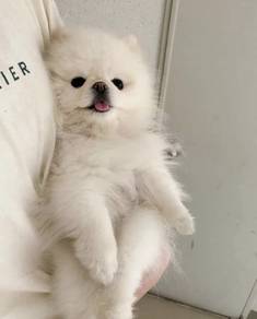 Wigglebutt Pomeranian Teddy Bear Dog Cute Fluffy P