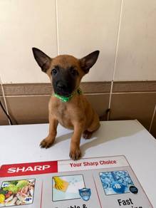 Pure Breed Belgian Malinois for Rehome wth proce