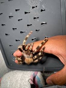 Brazilian Black&White Tarantula (Unsex)