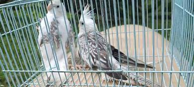 coktiel