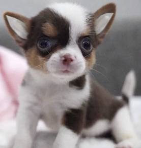 CHIHUAHUA PUPPIES CH294🌷 Head Apple Boy