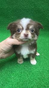 Mini Sized Male Chihuahua Puppy MM-2