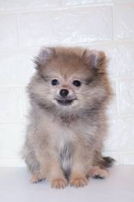 J0287 Pomeranian Orange Fluffy Teddy Puppy