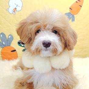 Maltipoo