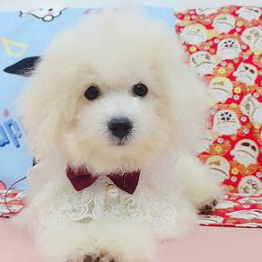 Bichon Frise