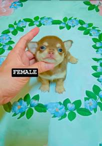 Short chihuahua puppy