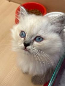 British Long hair Cat