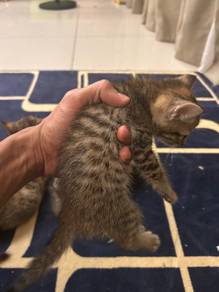 Bengal untuk dilepaskan