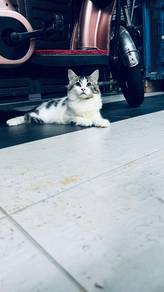 Mainecoon female