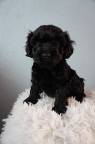 F2362 Barky Grey Poodle Cute Baby Face Teddy Bear