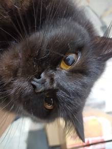 Mix Persian Cat