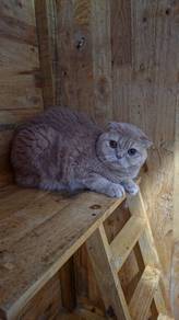 kucing jantan