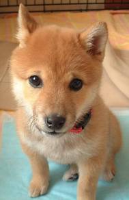 A3307 Sweetheart shiba lnu meidum size dog with a