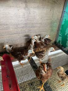 Ayam Rhode Island Red